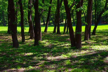 Yaz parkındaki ağaçların gölgesi