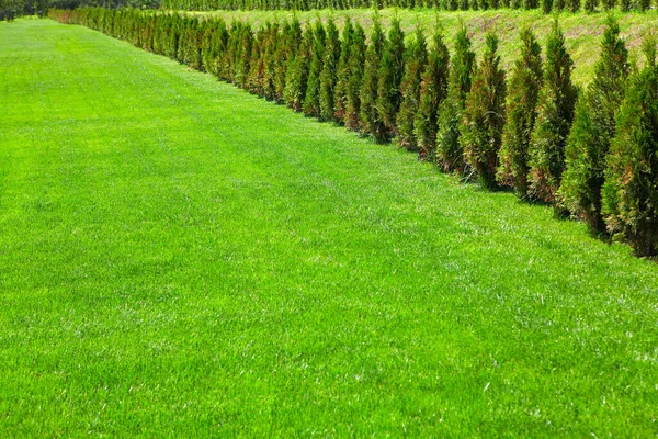 Prairie Verte Rangée Buissons Décoratifs Conifères — Photo