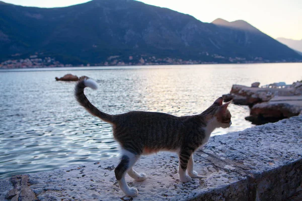 Kucing Laut Seperti Stok Foto Kucing Laut Seperti Gambar Bebas Royalti Depositphotos