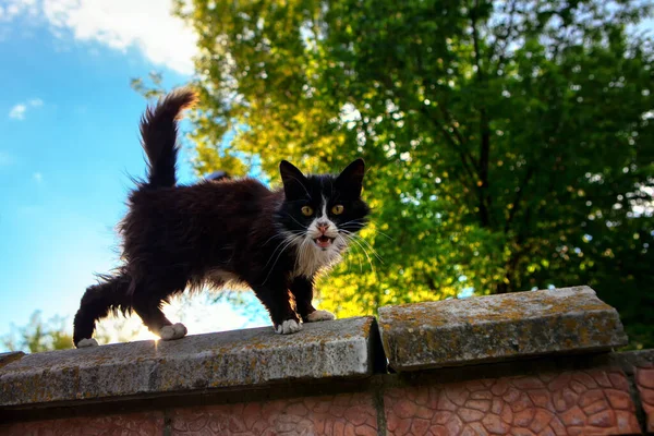 Miyavlayan Kedi Yavrusu Çitin Kenarında Duran Kara Kedi — Stok fotoğraf