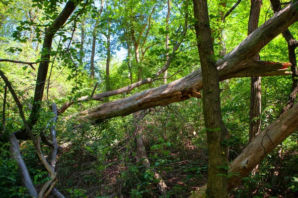 Gebroken Bomen Het Bos Bos Storm — Stockfoto