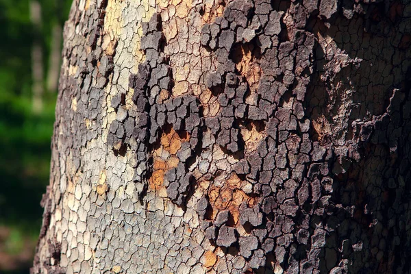 Nadelbaumrinde Mit Rauer Struktur — Stockfoto