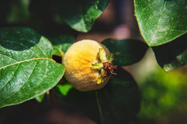 Ayva meyvesi ve yeşil yapraklar 