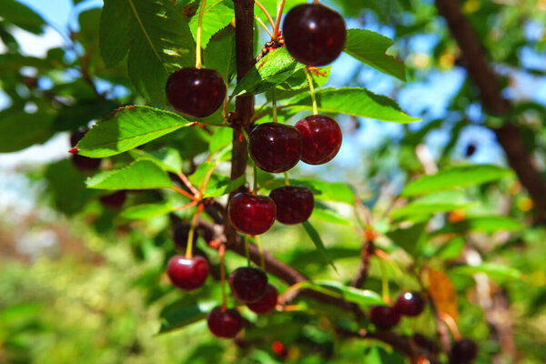 dark cherries hanging at the branches