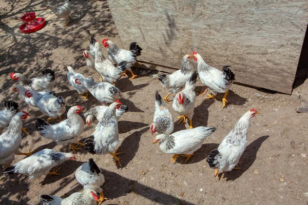 domestic birds farm , flock of white hens