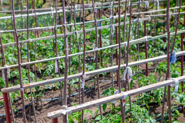 Kebun Dengan Tomat Hijau Tanaman — Stok Foto