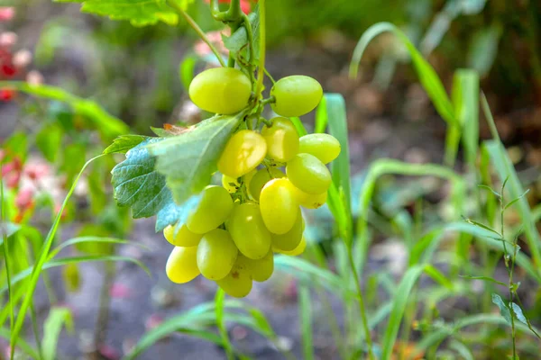 Ekologiska Vindruvor Som Hänger Vinstocken — Stockfoto