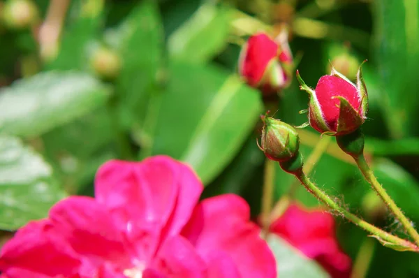 赤い花びらのバラの芽 — ストック写真