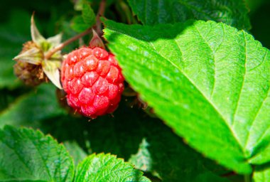 Yeşil yapraklı taze kırmızı ahududu.