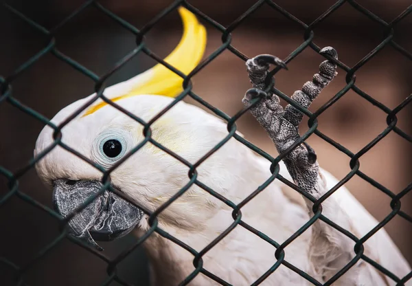 Cockatoos Nella Gabbia Immagine Ravvicinata Del Pappagallo Cacadu Zampa Uccello — Foto Stock