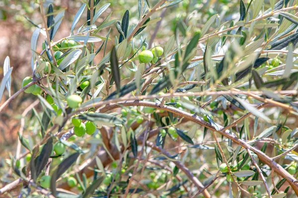 Оливковые Ветви Плодами — стоковое фото