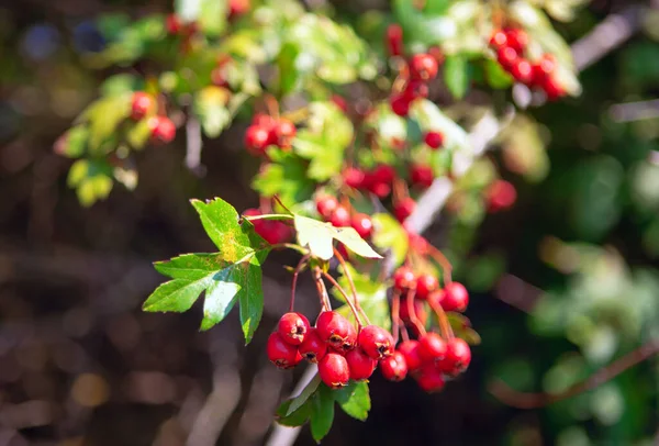 Hawthorn Shrub Autumn Red Berries — Stock Photo, Image