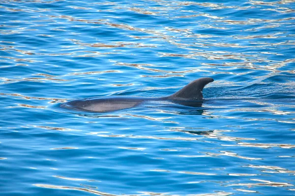 Delfin Aus Flosse Bricht Die Wasseroberfläche Auf — Stockfoto