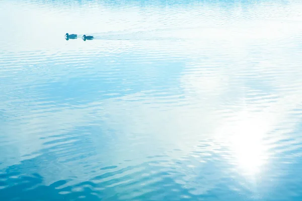 Två Fåglar Det Lugna Vattnet Idyllisk Morgon Med Solljus Reflektion — Stockfoto