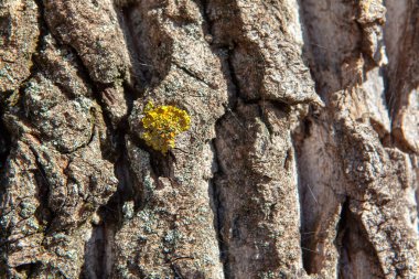 kaba ağaç kabuğu, doğal ahşap yüzey