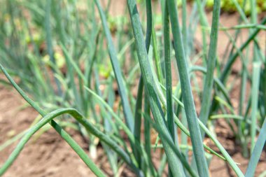 Bahçede yeşil soğan kuyrukları