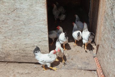 Evcil tavuklar kulübeye giriyor.