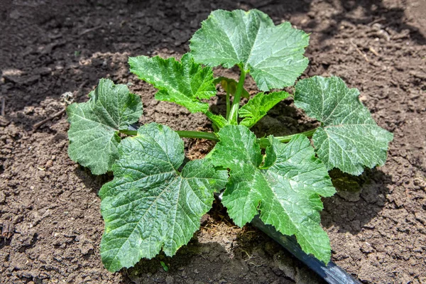 Angebauter Kürbis Mit Grünen Blättern — Stockfoto