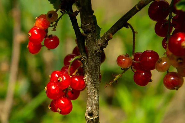 Cultivated Red Currant Garden — Stock Photo, Image