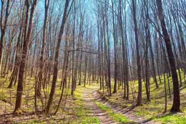 İlkbahar ormanlarında sabah, ormanlık yolda 