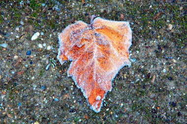 Karla kaplı yerde yaprak 