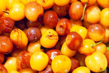 Çürük kiraz, meyve makro görüntüsü. Süresi dolmuş organik ürün