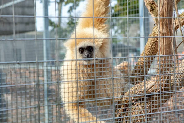 Gibbon monkey closed in the cage . Sad animal in zoo prison