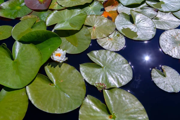 Water Lily Plants Flower Blooms — Stock Photo, Image