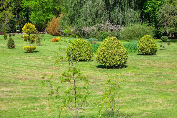 Parque Con Arbustos Decorativos Pradera Verde Con Césped — Foto de Stock