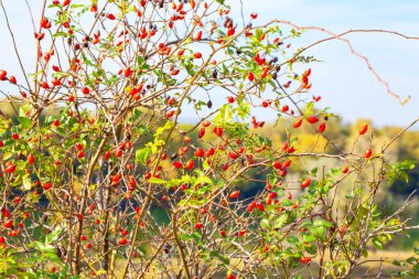 Vahşi gül ağacı çalısı. Sonbaharda Dog Rose bitkisi. Sonbahar mevsiminde kırmızı dutlar 