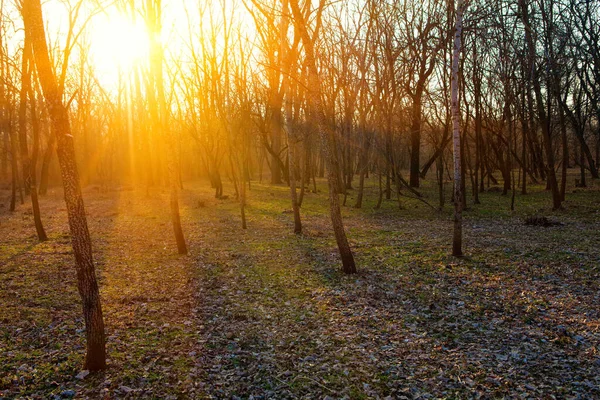 Весняний Ліс Сонячним Світлом Рідкісний Ліс Весняний Час — стокове фото