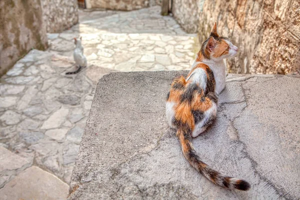 Rahat Kediler Kasabayı Zliyor Şirin Ginger Sokak Kedisi — Stok fotoğraf