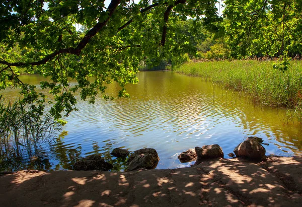 Ramos Acima Lago Lugar Para Pescar Com Margem Lago Sombrio — Fotografia de Stock