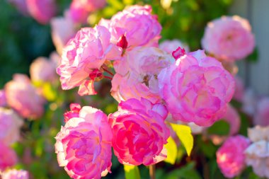 Pembe yapraklı bahçe gülleri. Canlı Tarım Çiçekleri