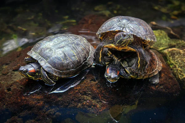 Bog Turtles Standing at Natural Area