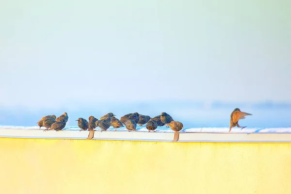 Flock Rooks Standing Snowy Roof Edge — Stock Photo, Image