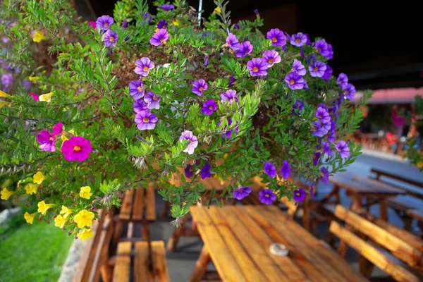 Street Terrass Med Blommor Och Träbänk — Stockfoto