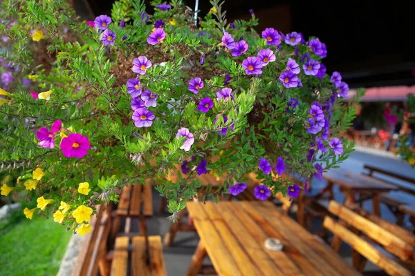 Terraço Rua Com Flores Banco Madeira — Fotografia de Stock