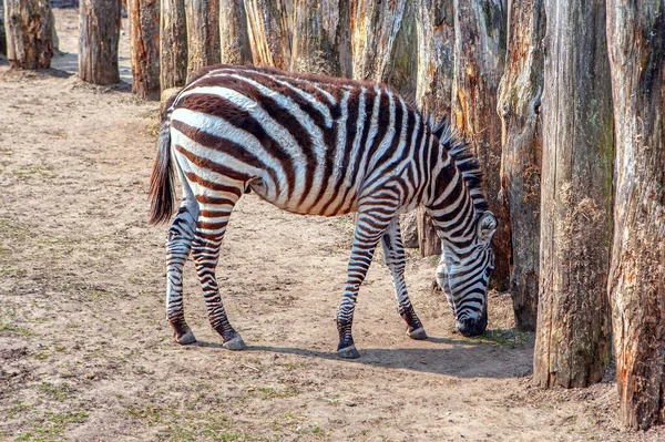 Cebra Crawshay Originaria Zambia Lindo Animal Rayado Africano Desvío Para — Foto de Stock