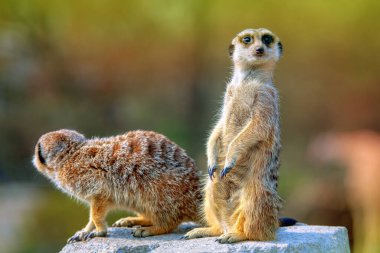 Meraklı mirket uzağa bakıyor. İki şirin Suricata.