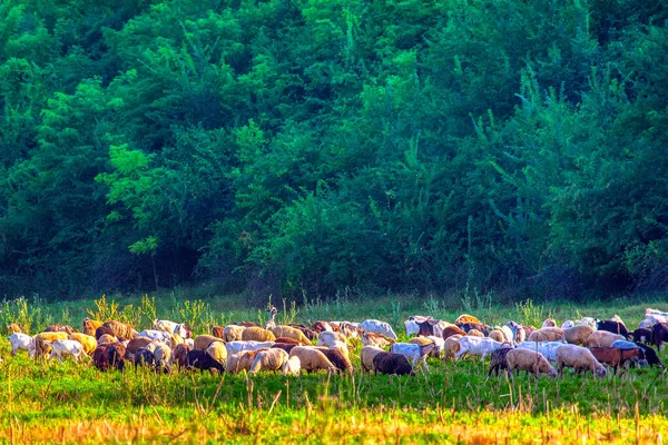 Ormanın Kıyısında Koyun Sürüsü Var Yurtiçi Hayvanlarla Kırsal Manzara — Stok fotoğraf