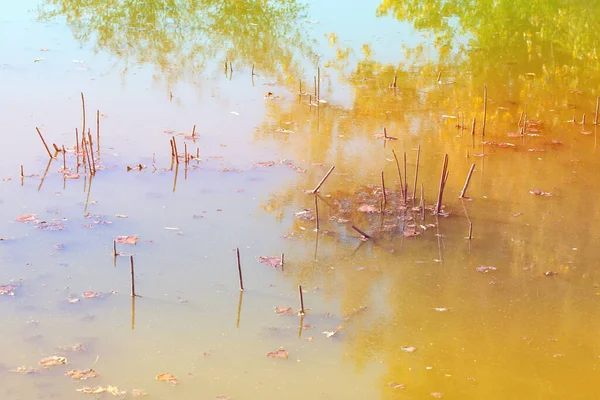Wetland Environment Swamp Water Surface Nature Reflection Morass — Stock Photo, Image