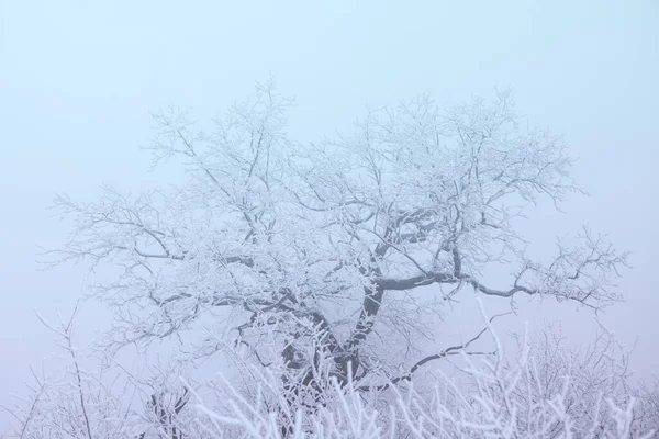 Δέντρο Παγωμένα Κλαδιά Παγωμένη Φύση Του Χειμώνα Ομιχλώδης Καιρός — Φωτογραφία Αρχείου