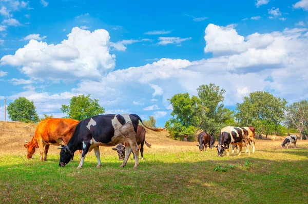 Herd Cows Grazing Summer Paisaje Rústico Con Animales Domésticos —  Fotos de Stock