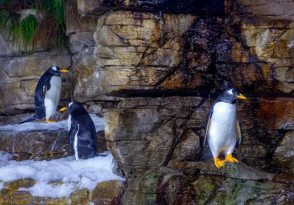 Pinguine Auf Dem Schneebedeckten Felsen — Stockfoto