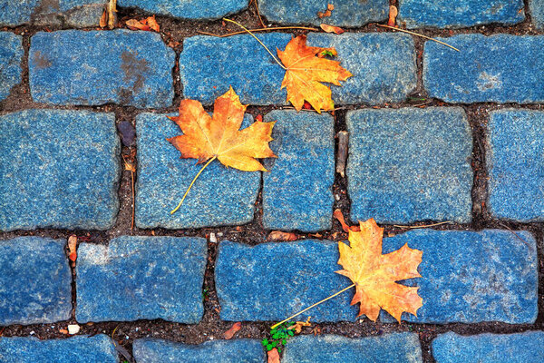 Autumn leaves at cobblestone road . Fall season background with dry leaves