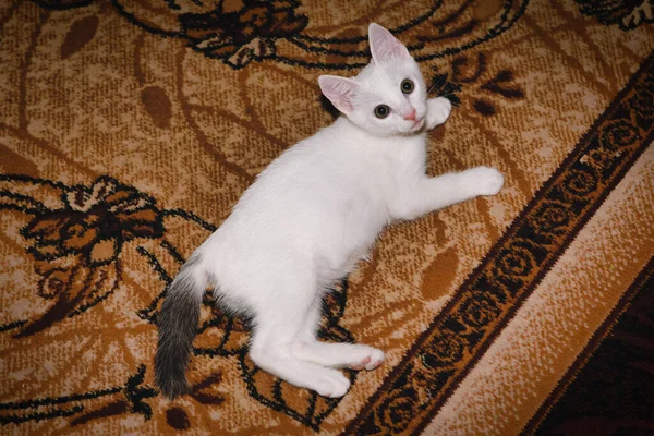 White Kitty Sur Tapis Chat Domestique Mignon — Photo