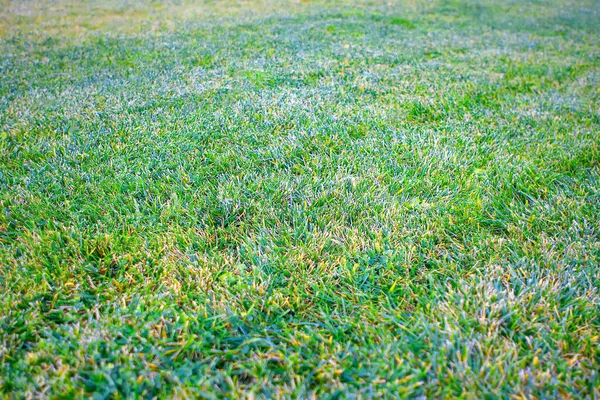 Eerste Vorst Grond Herfst — Stockfoto