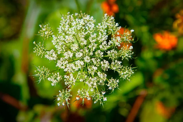 정원에서 자라고 있습니다 Herb Celery Family Apiaceae 식물의 꽃차례 — 스톡 사진