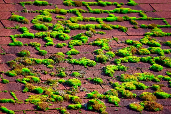 Moss Colorido Tejado Azulejos Vieja Casa — Foto de Stock